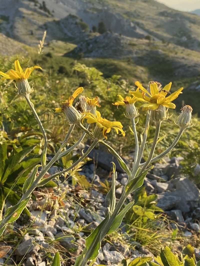 Senecio eubaeus photo 4