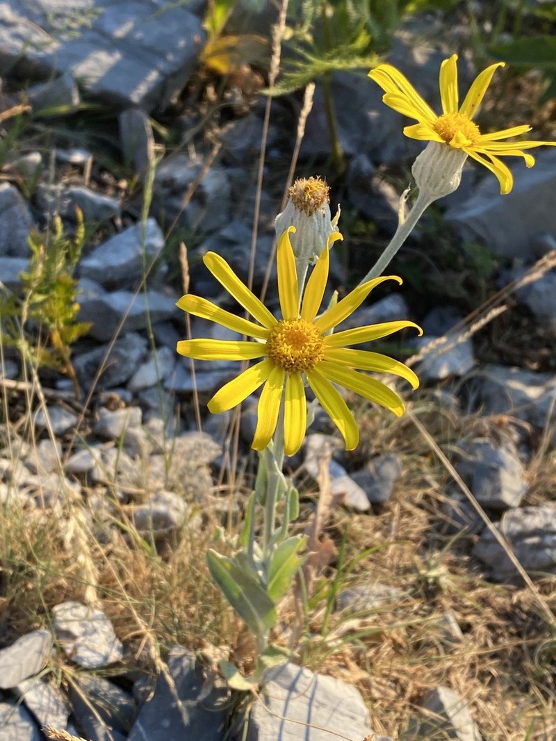 Senecio eubaeus photo 5