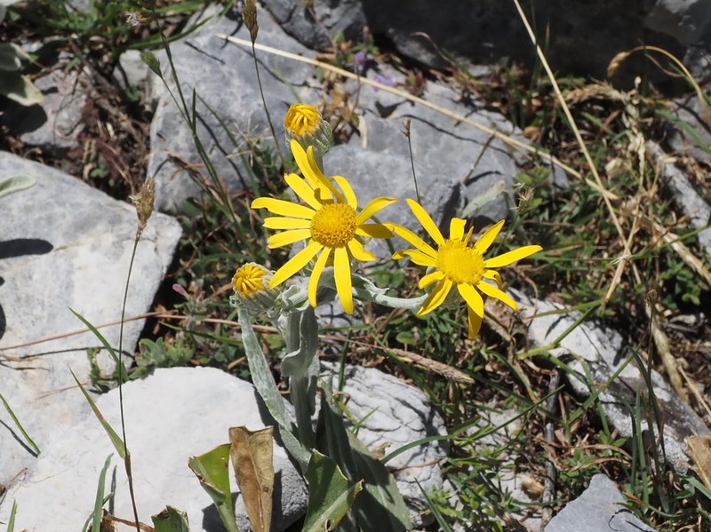 Senecio eubaeus photo 6