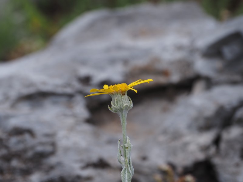 Senecio eubaeus photo 8