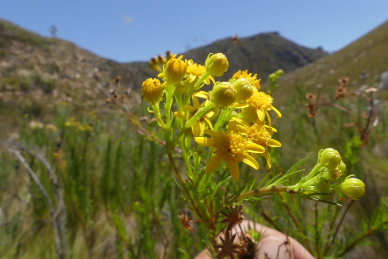 Senecio euriopoides photo 2