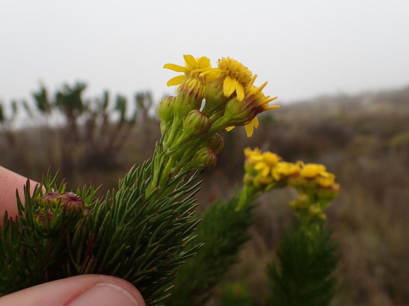 Senecio euriopoides photo 5