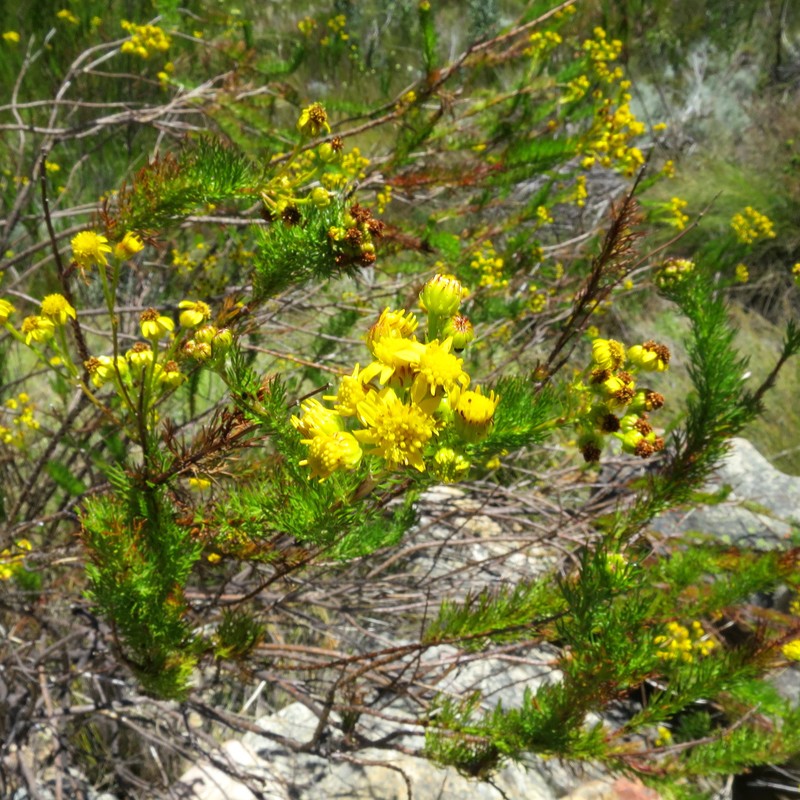 Senecio euriopoides photo 6