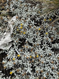 Senecio evacoides