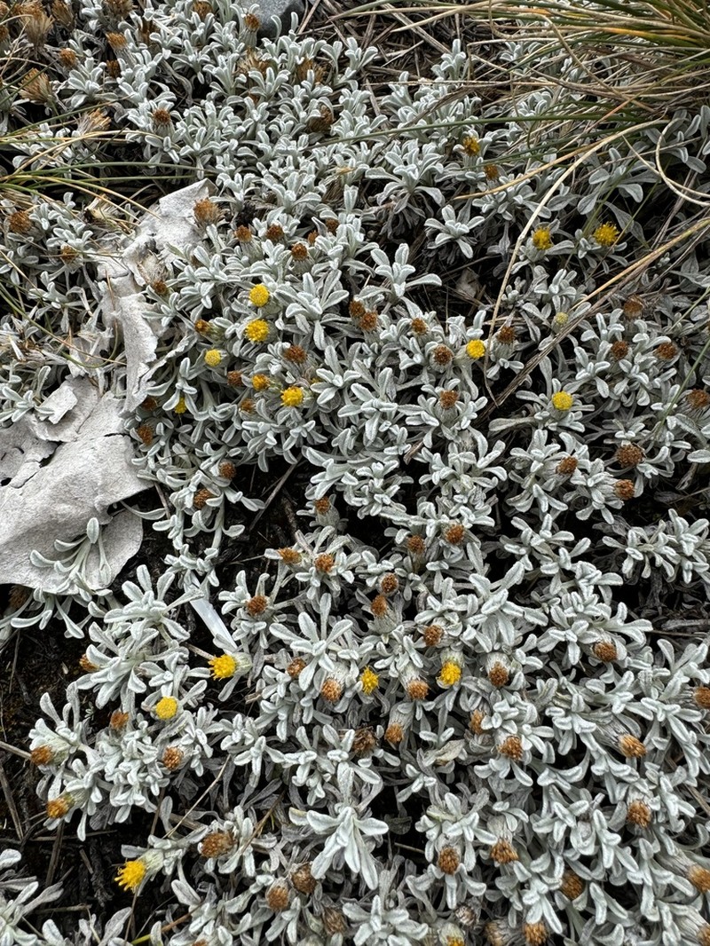 Senecio evacoides