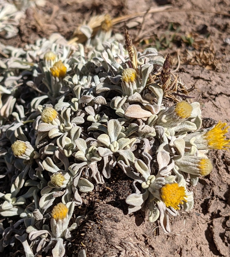 Senecio evacoides photo 2
