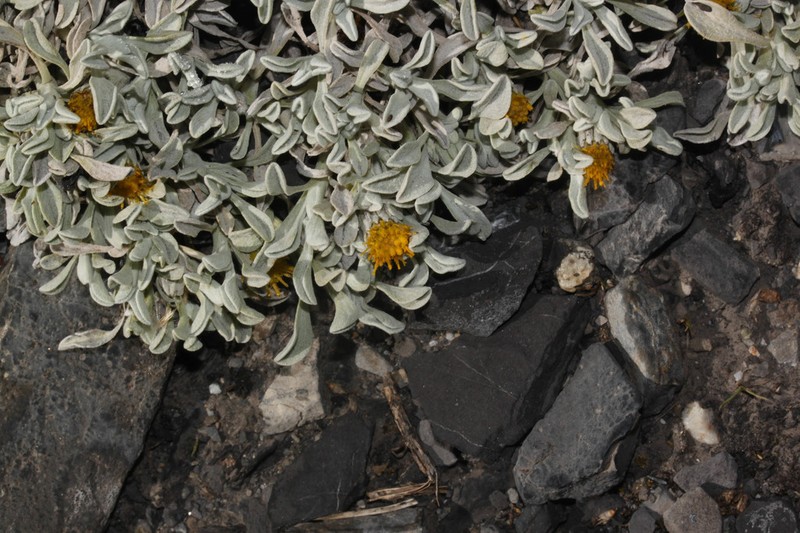 Senecio evacoides photo 3