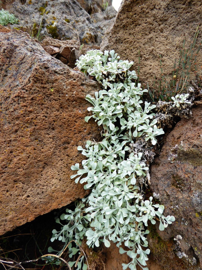 Senecio evacoides photo 4