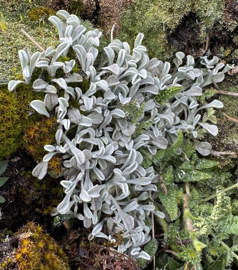 Senecio evacoides photo 5