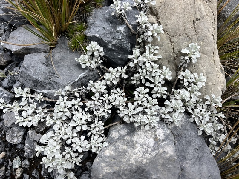Senecio evacoides photo 6