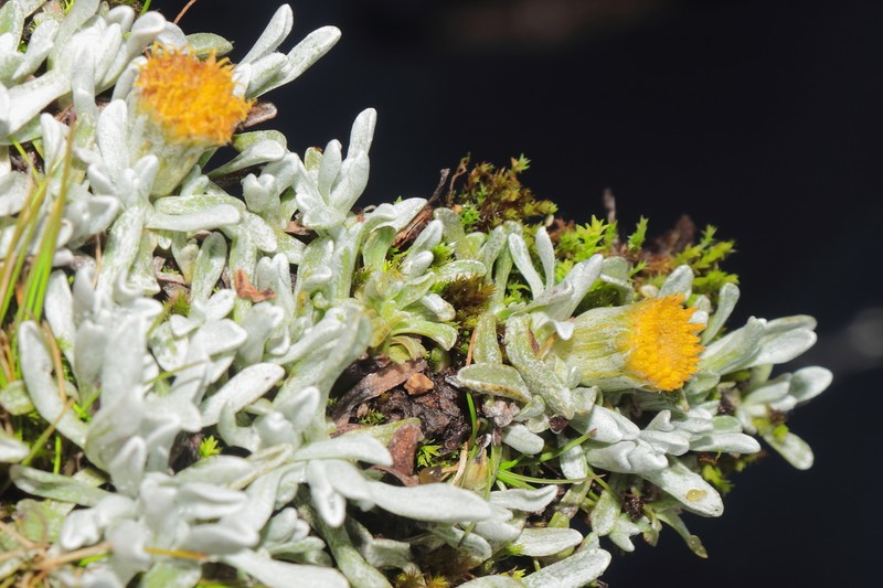 Senecio evacoides photo 7