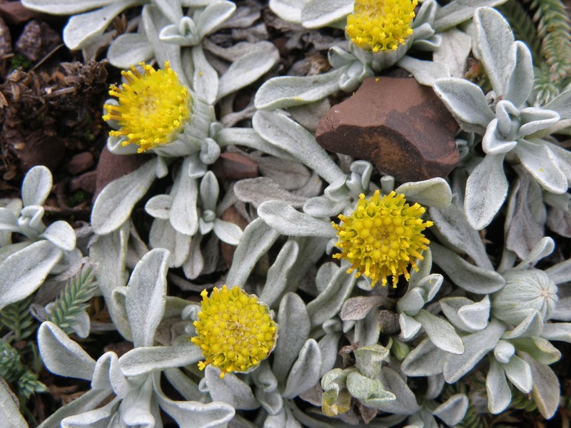 Senecio evacoides photo 8