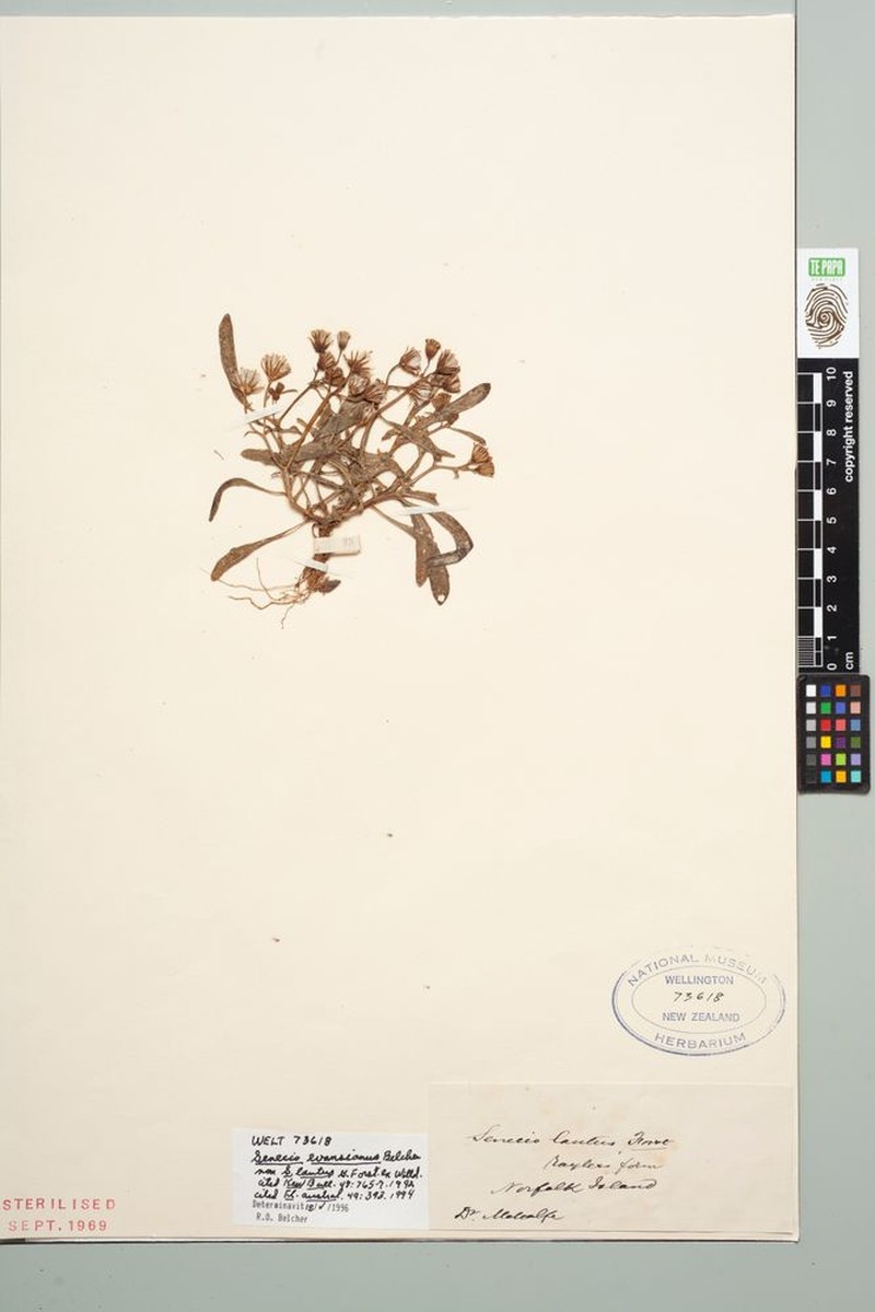 Senecio evansianus