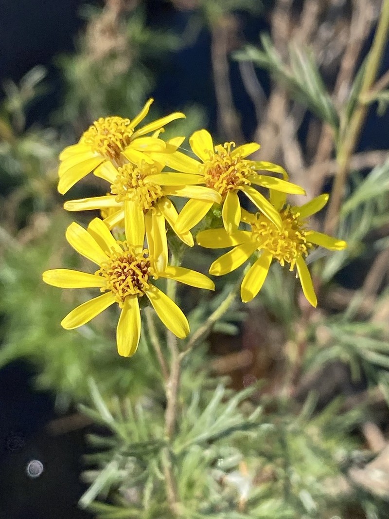 Senecio evelynae