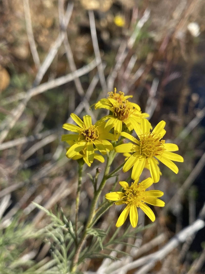 Senecio evelynae photo 2