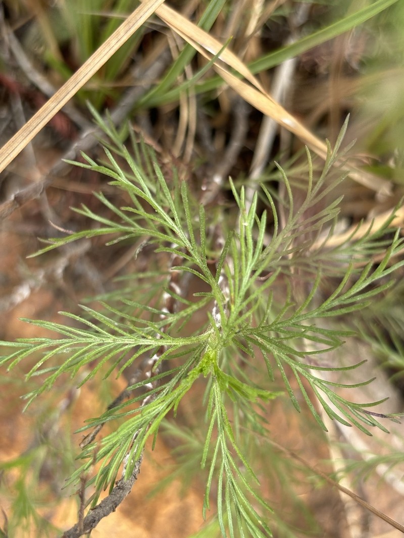Senecio evelynae photo 3