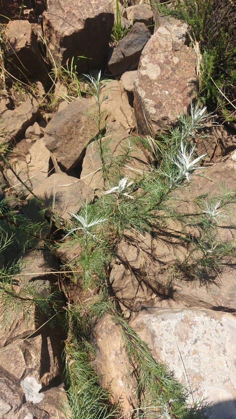 Senecio evelynae photo 4