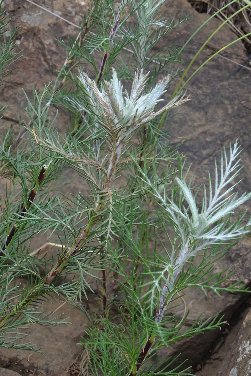 Senecio evelynae photo 5
