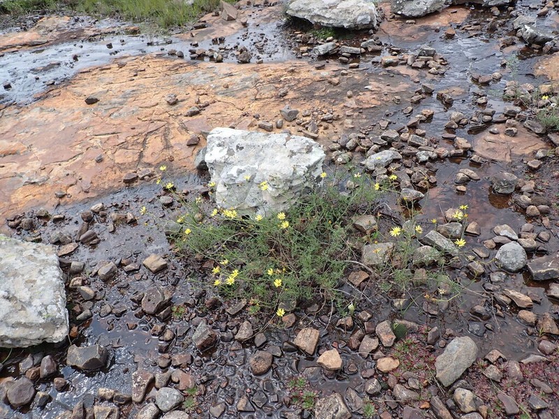Senecio evelynae photo 6