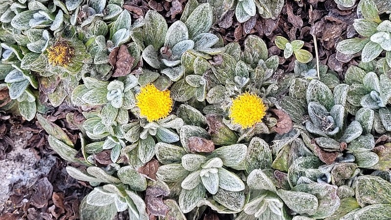 Senecio expansus photo 2