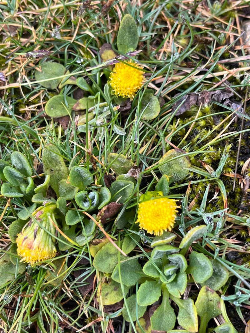 Senecio expansus photo 3