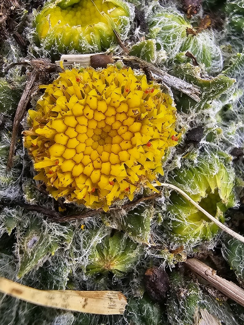 Senecio expansus photo 4