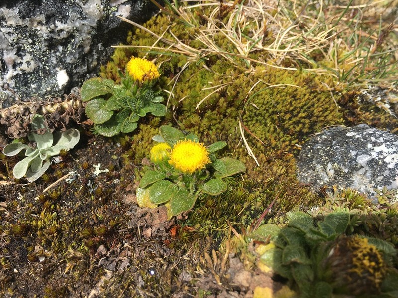 Senecio expansus photo 5