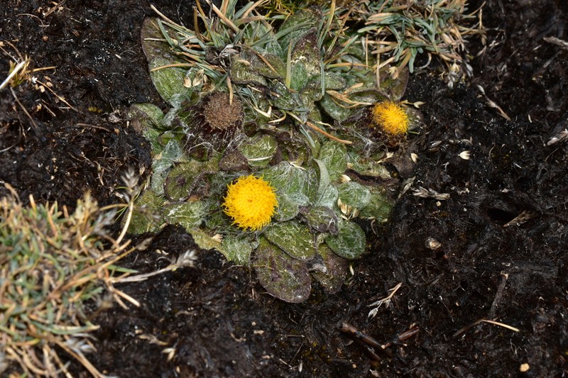 Senecio expansus photo 6