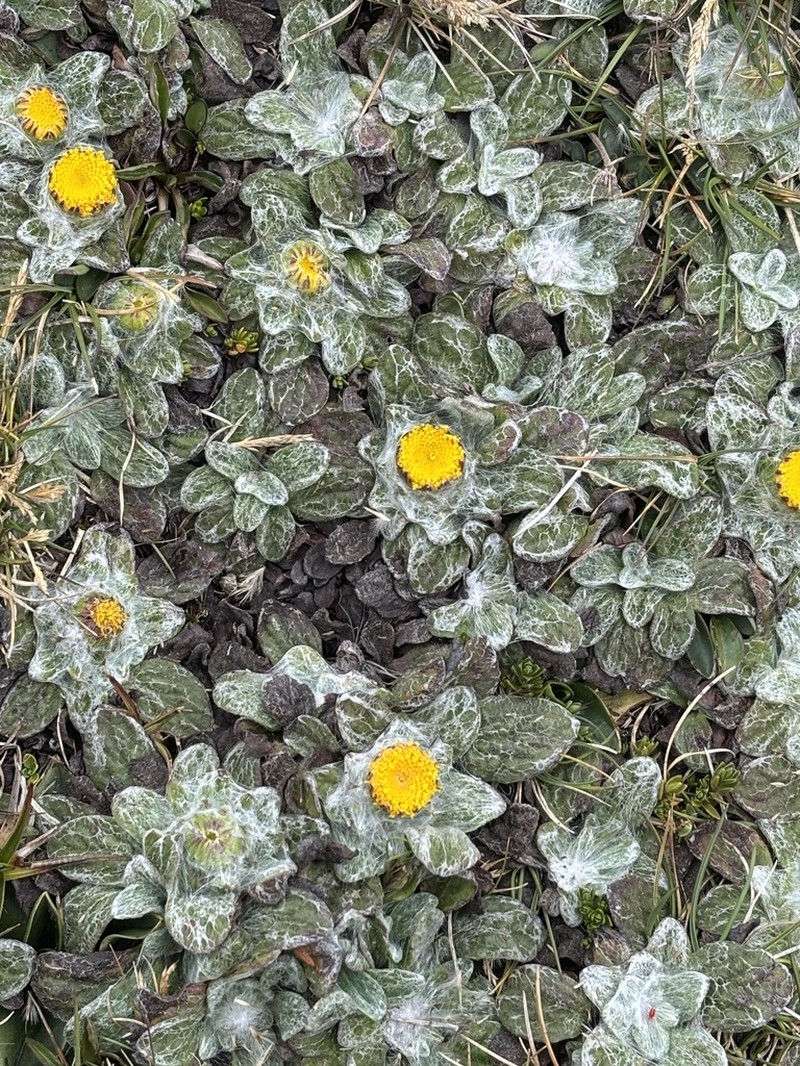 Senecio expansus photo 7