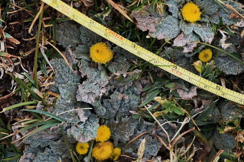 Senecio expansus photo 8