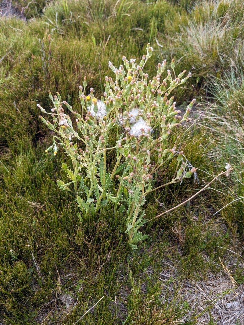 Senecio extensus