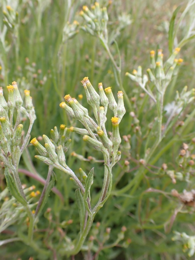 Senecio extensus photo 2