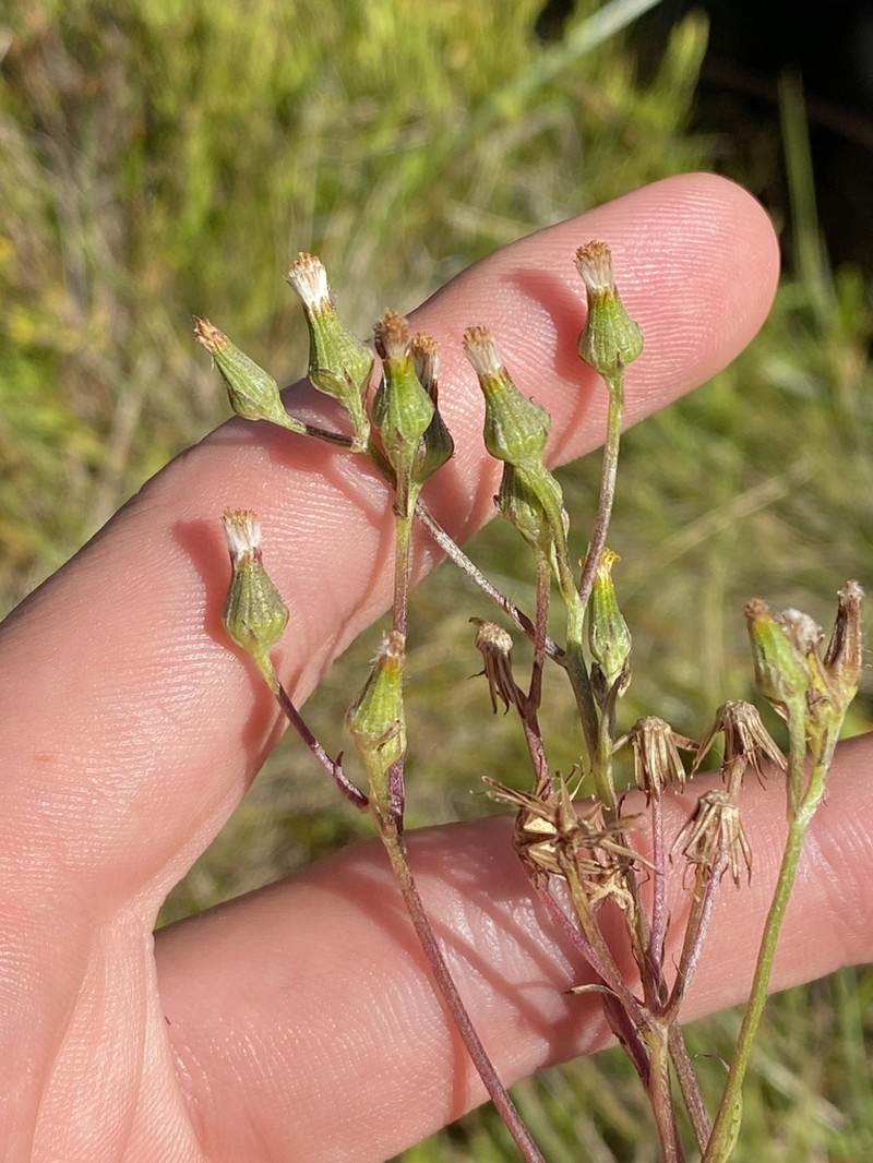 Senecio extensus photo 4