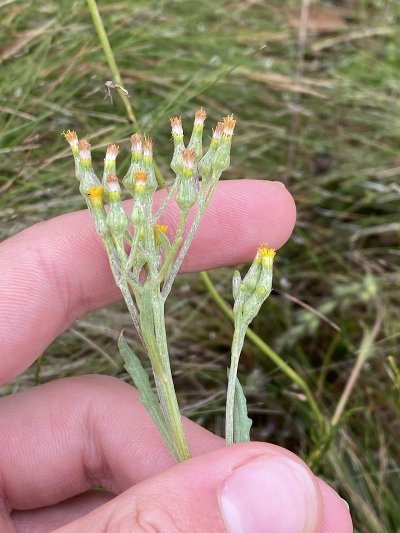 Senecio extensus photo 5