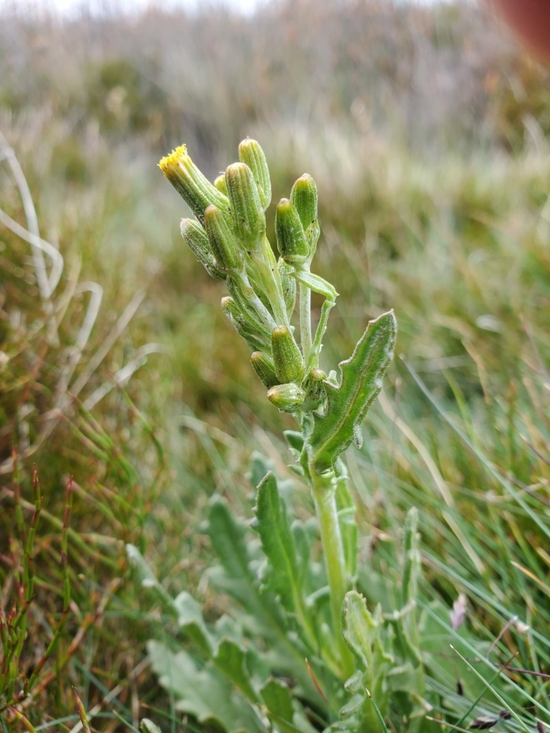 Senecio extensus photo 6