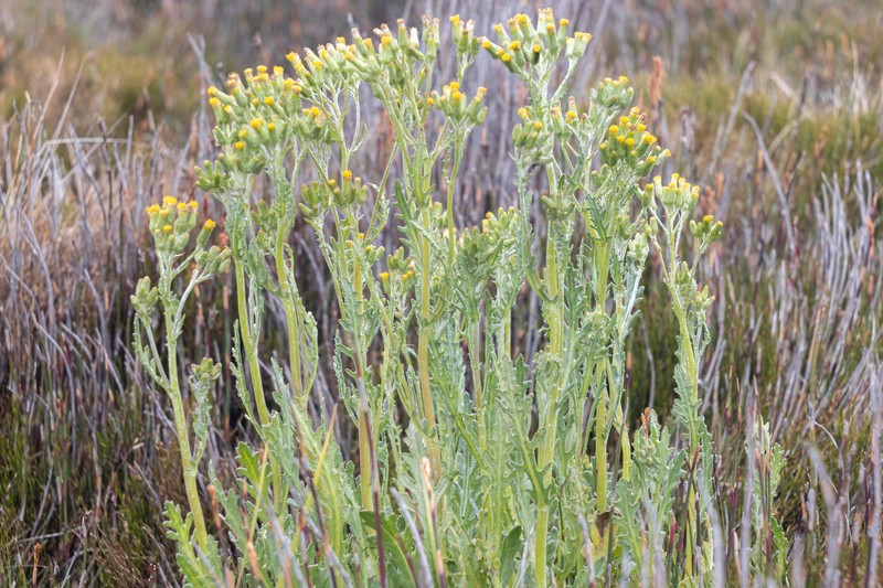 Senecio extensus photo 7