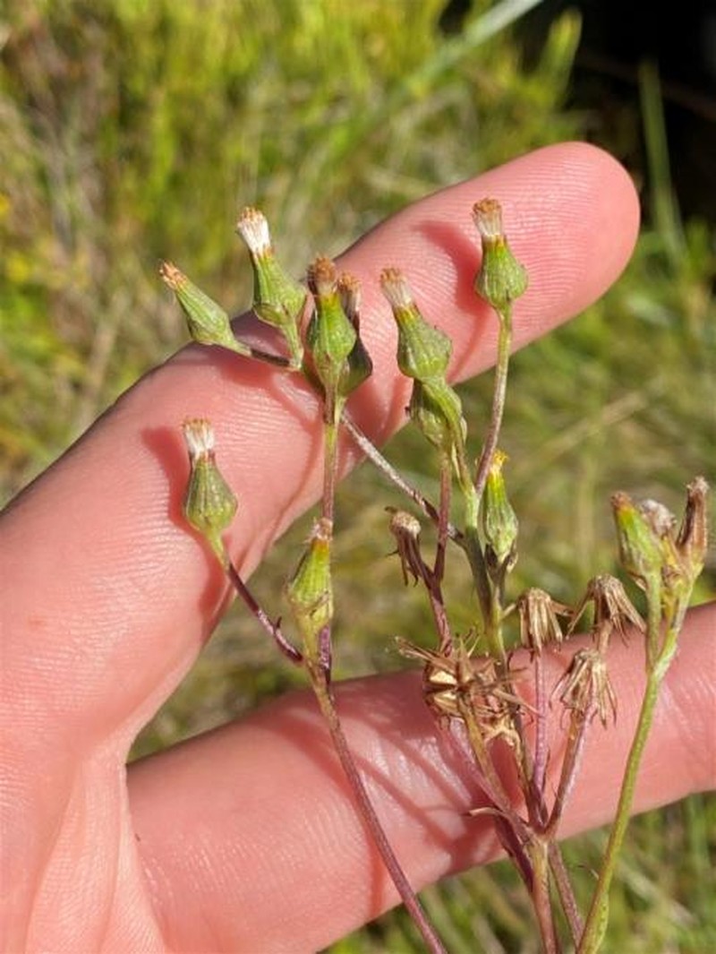 Senecio extensus photo 8