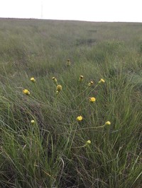 Senecio exuberans