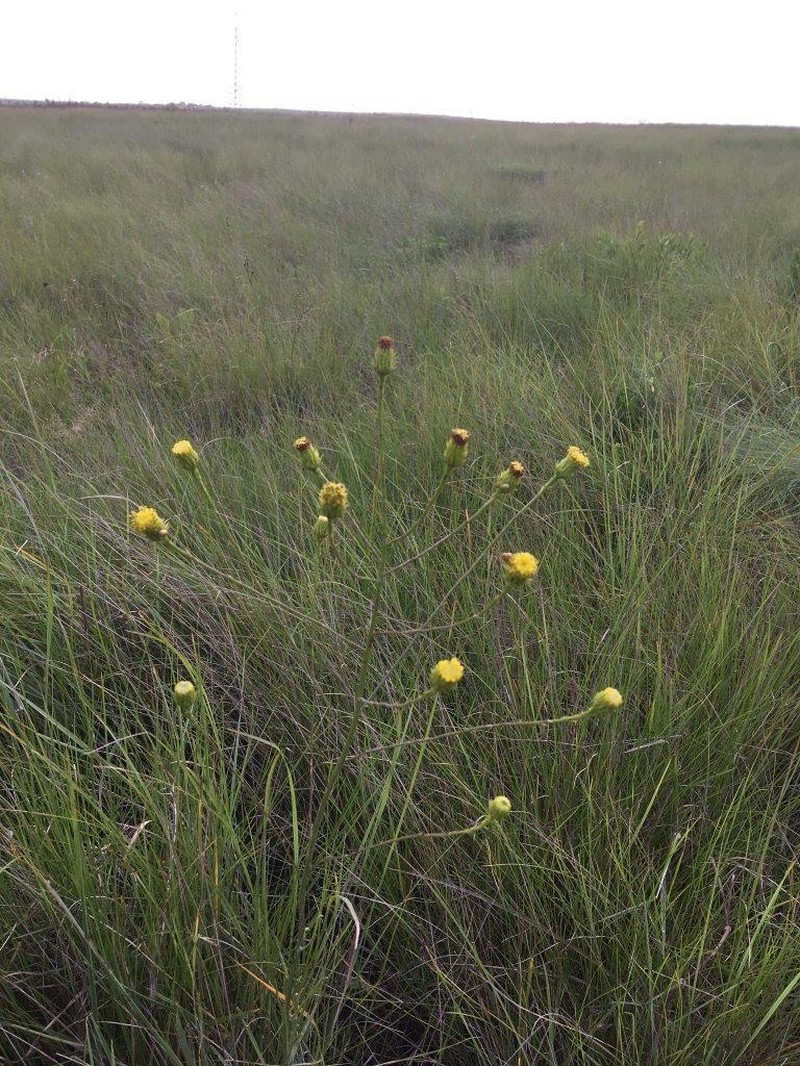Senecio exuberans