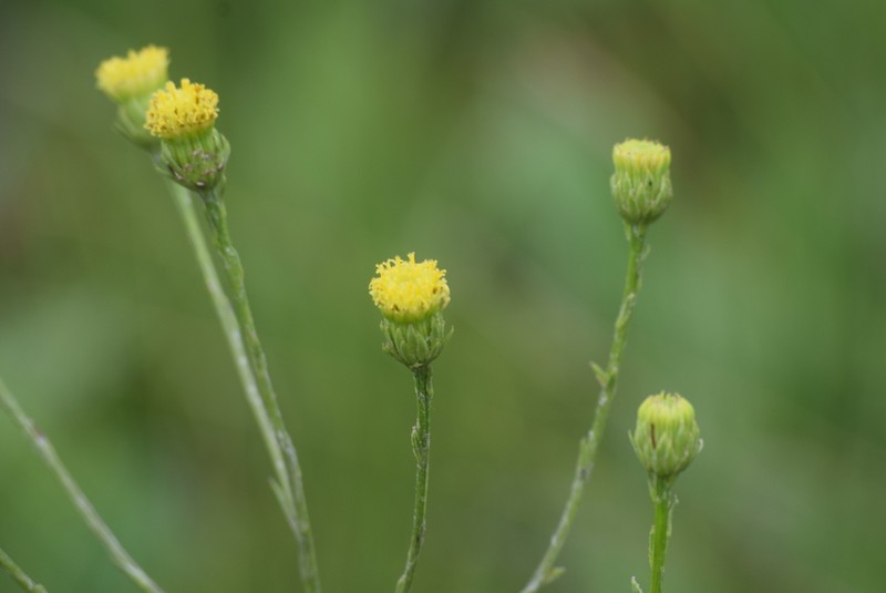 Senecio exuberans photo 3