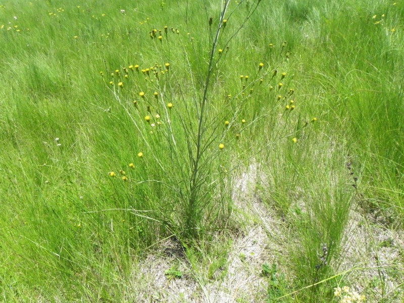 Senecio exuberans photo 8