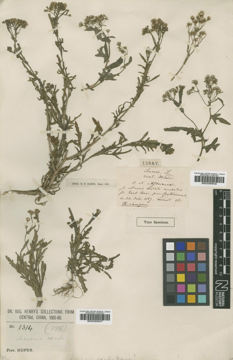 Senecio exul photo 2