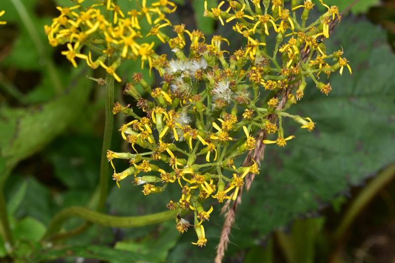 Senecio faberi