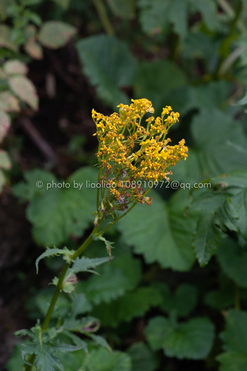 Senecio faberi photo 2