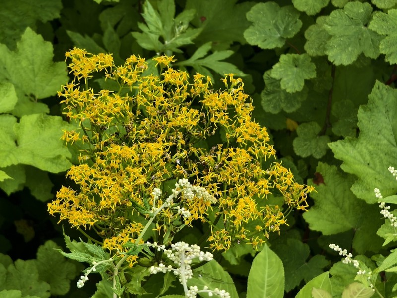 Senecio faberi photo 3