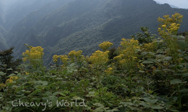 Senecio faberi photo 4