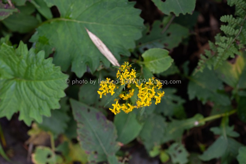 Senecio faberi photo 5