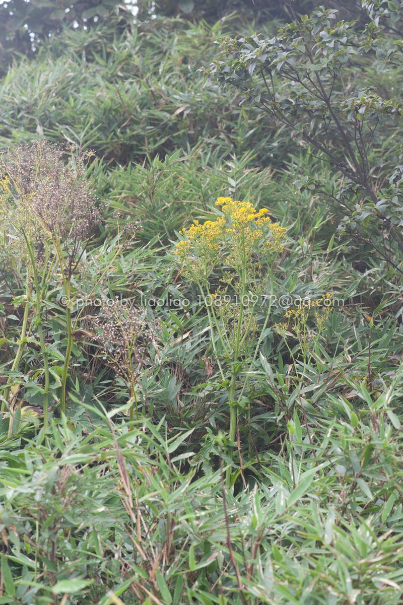 Senecio faberi photo 6