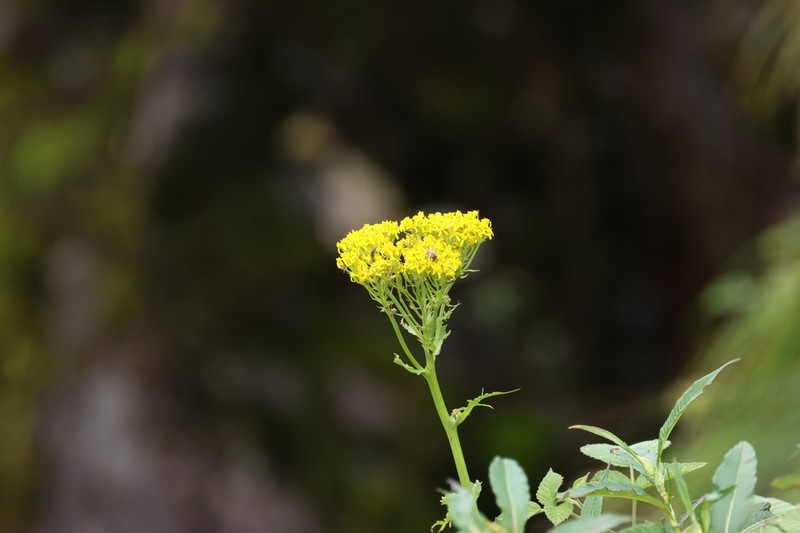 Senecio faberi photo 7