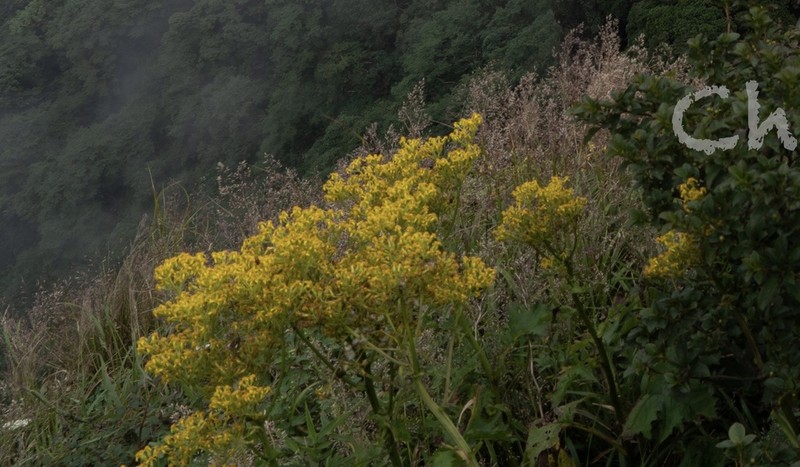 Senecio faberi photo 8